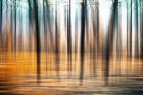 Фотообои Абстракт лес