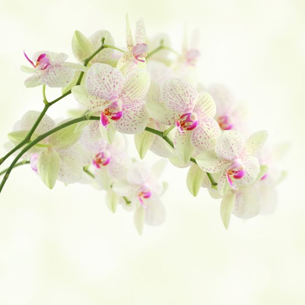 Фотообои Орхидеи
