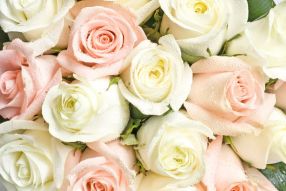 Фотообои Зефирные розы с росе