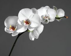 Фотообои Ветка орхидеи на сером фоне