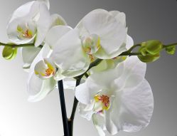 Фотообои Ветка белой орхидеи