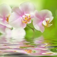 Фотообои Цветок орхидеи над водой