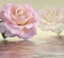 Фотообои 3D большие розы над водой