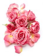 Фотообои Розовые розы