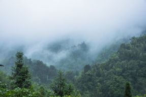 Фреска Туман и лес