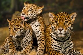 Фотообои семья леопардов