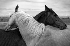 Фотообои Пара лошадей