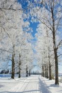 Фотообои Зимняя дорога