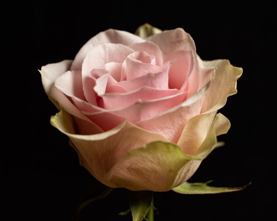 Картина на холсте Нежный бутон розы, арт hd2256201