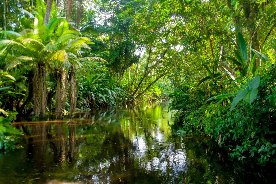 Фотообои Тропические листья над водой
